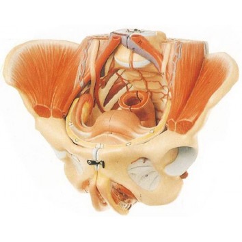 ADVANCE MODEL OF FEMALE PELVIS WITH  MUSCLES & GENITAL ORGANS (SOFT)